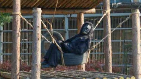 江苏动物园猩猩举止怪异游客怒揭：是人扮的！ | 新生活报 - ILifePost爱生活