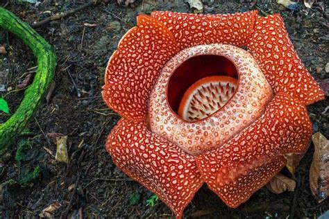 Botanical Stinkers: Foul-Smelling Plants - Nature Roamer