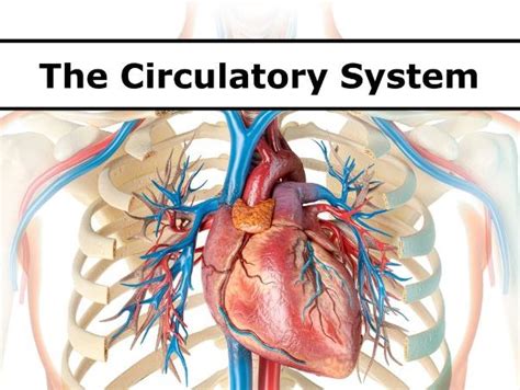 Image result for Circulatory System Tutorial