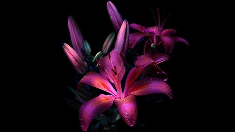 Purple lily Wallpaper 4K, Dark aesthetic, Bloom, Glowing
