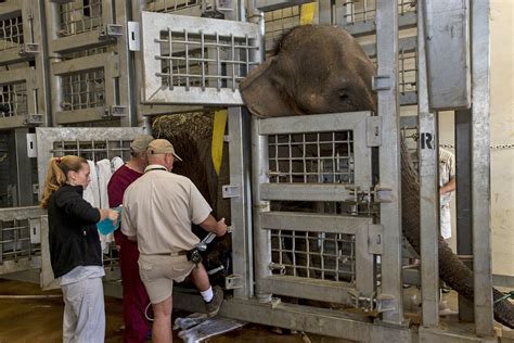 Zoo Veterinarian Salary Quebec at Rose Braddon blog