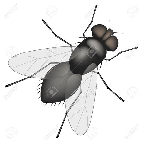 Housefly clipart 20 free Cliparts | Download images on Clipground 2025