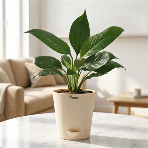 Ugaoo Peace Lily Live Plant with Self Watering Pot