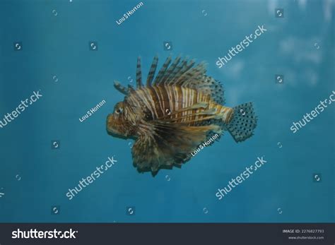 Outer Banks North Carolina Animals Scenery Stock Photo 2276827793 ...