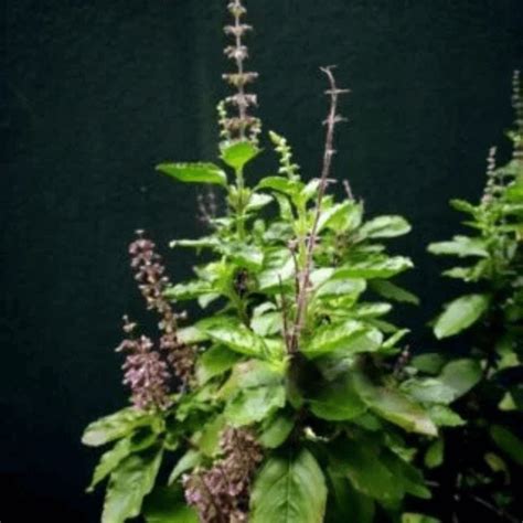 Tulsi Plant (Holy Basil) | Order Plants, Planters, Landscaping & Maintenance Services Online in ...