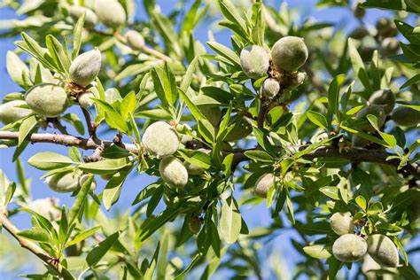 My Dream Garden Almond Fruit Plant – Live Grafted Almond Tree for Home ...