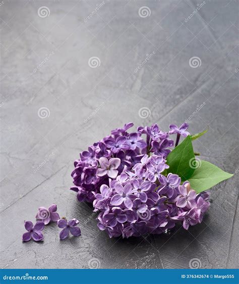 Purple Lilac Stock Photography | CartoonDealer.com #41204168