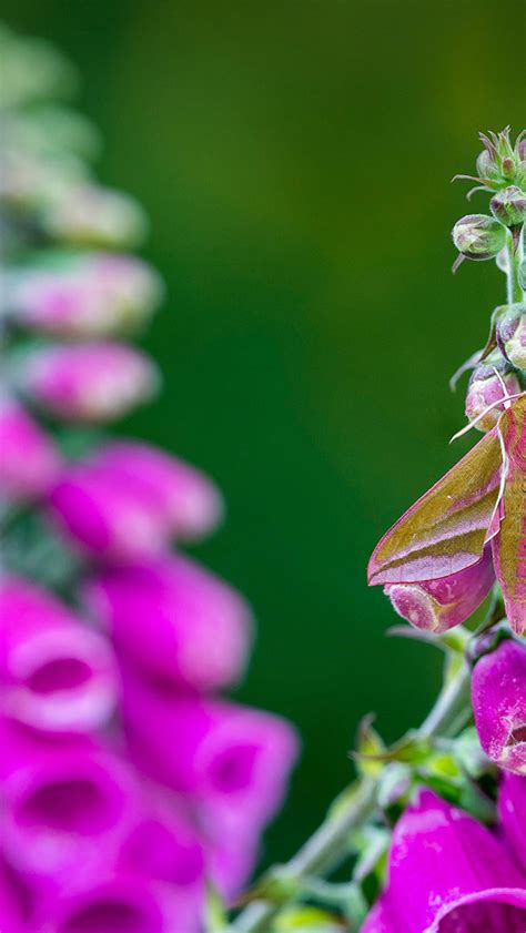 Bing Search IPA Key 的图像结果