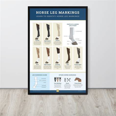 Horse Leg Markings Framed Poster - Etsy