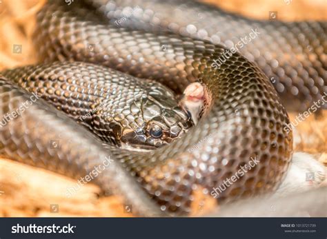 Mexican Black King Snake: Over 178 Royalty-Free Licensable Stock Photos ...