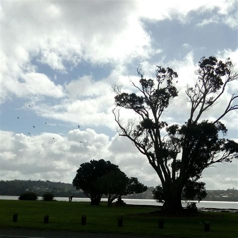 KIWI ESPLANADE WALKWAY (2025) All You Need to Know BEFORE You Go (with ...
