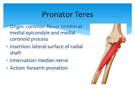 Anatomy of forearm | PPTX