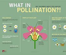 Pollination 的图像结果