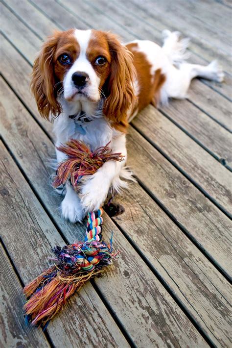 Cavalier King Charles Spaniel | Size, Lifespan, Color & Grooming ...