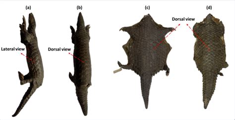 Scientists discover new species among trafficked Pangolins | Research ...