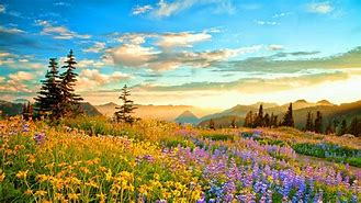 Image result for Spring Flowers Mountain Sunrise