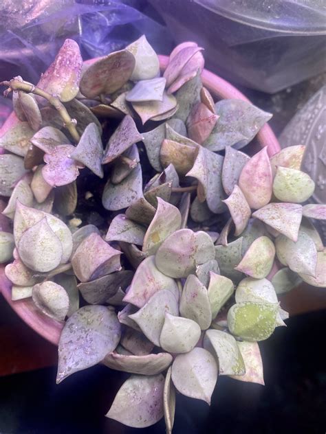 Hoya Polynura Varigata prop time! Started as 2 nodes in October now growing all over the place ...