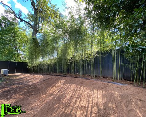 Bamboo Installations in New Jersey | Bamboo Bob