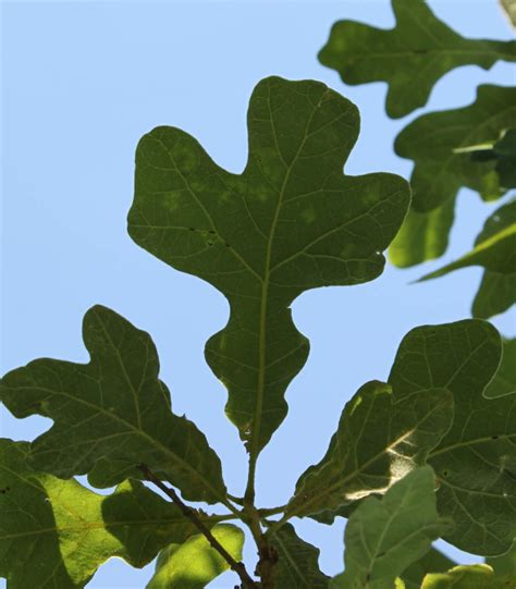 Centenary College Arboretum: Tree of the Week: Post Oak (Quercus stellata)