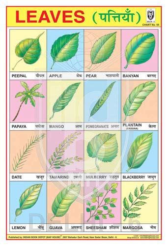 Buy LEAVES CHART Book Online at Low Prices in India | LEAVES CHART ...