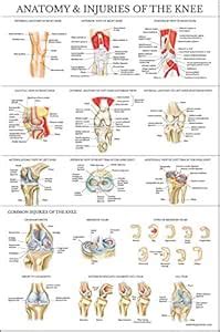 Laminated Anatomy and Injuries of The Knee Poster - Knee Joint ...