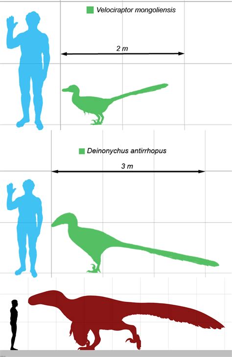 Velociraptor Size Comparison Todays Predators Vs. Velociraptors