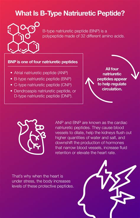 All About B-Type Natriuretic Peptide and Congestive Heart Failure – The Amino Company
