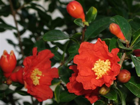 Punica granatum - Pomegranate | World of Flowering Plants