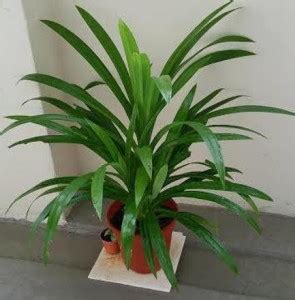 Green Era Kensoi Fern Plant Price in India - Buy Green Era Kensoi Fern ...