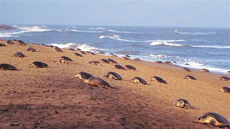 Olive Ridley turtles: Endangered lives
