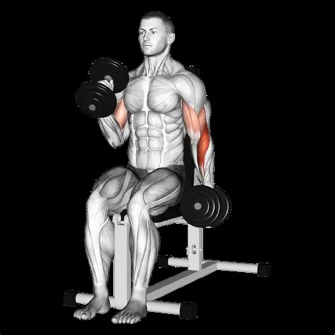 Cable Rope Hammer Curl: Guide, Muscles Worked, Tips | Athlemove