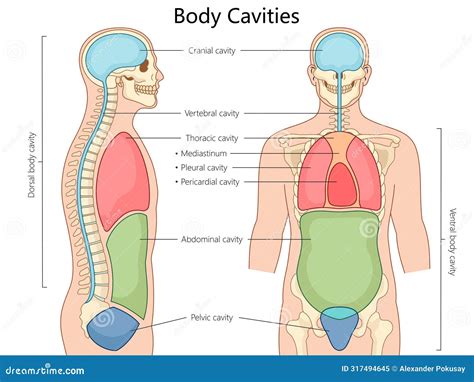 Body Cavities Diagram With Organs Figure 1.9 Dorsal And Ventral Body