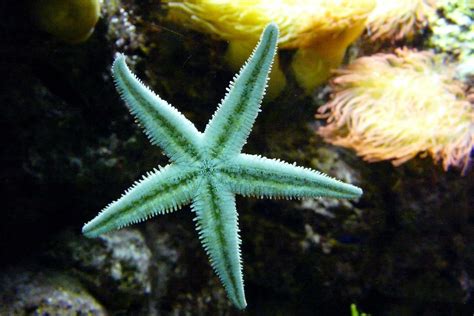 What do Starfish Eat: Starfish Diet 101 | Fishkeeping World
