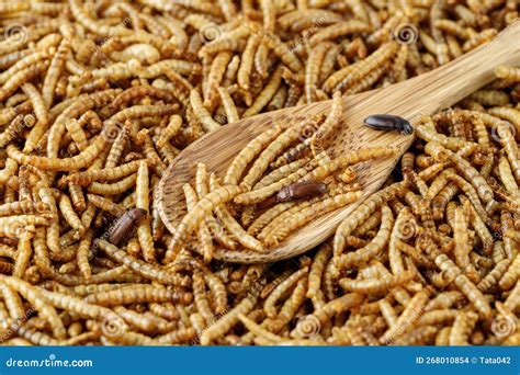 Meal Worms, Larvae Of Tenebrio Molitor And Beetle Closeup On Granite ...