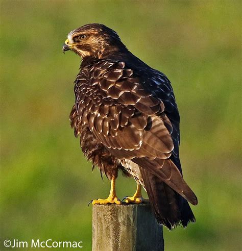Ohio Birds and Biodiversity: Rare in Ohio, Swainson's Hawk draws a crowd