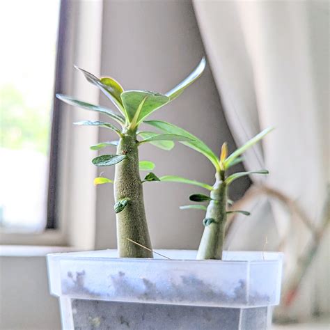 Unusual Plant That Grow In Conditions