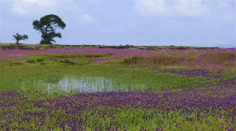 6 things travellers must know about Kaas Plateau–Maharashtra’s floral ...