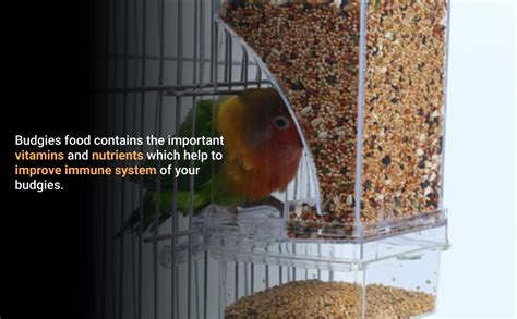 Buy Maisy Paw Combo of 1200gram Budgies Bird Food, Seed Mix & 250 gram ...