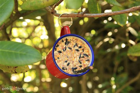 How To Fill A Suet Bird Feeder at Sean Hawker blog