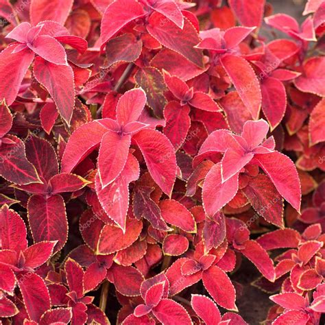 Image coleus plant | Coleus plant red leaves — Stock Photo © Tanchic ...