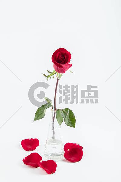 玫瑰花为什么代表爱情？玫瑰是如何象征爱情的_花仙网