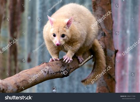 Golden Brushtail Possum