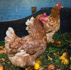 nourriture poules pondeuses comment bien choisir la nourriture de vos poules nourriture poules pondeuses comment bien choisir la nourriture de vos poules