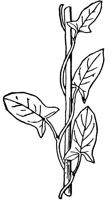 Climbing Plants | ClipArt ETC