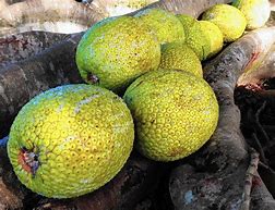 breadfruit 的图像结果
