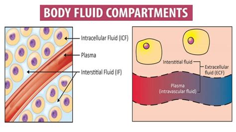 Image result for Transcellular Fluid