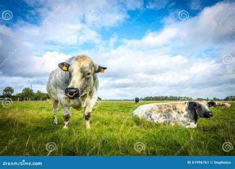 Belgian Blue Bull and Cow stock image. Image of domestic - 61996761