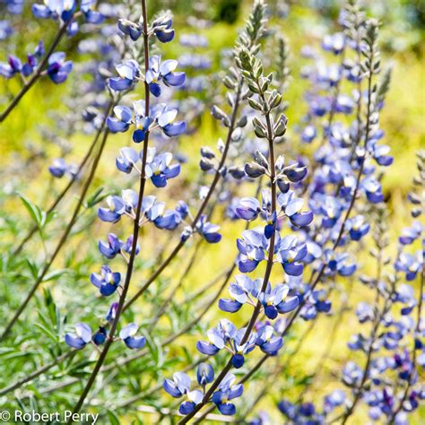 Silver bush lupine - Waterwise Garden Planner