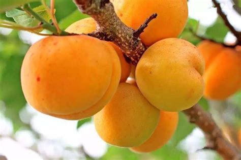 杏子吃多了对身体有什么影响,喜欢吃杏子的进来看看-益盟益生菌