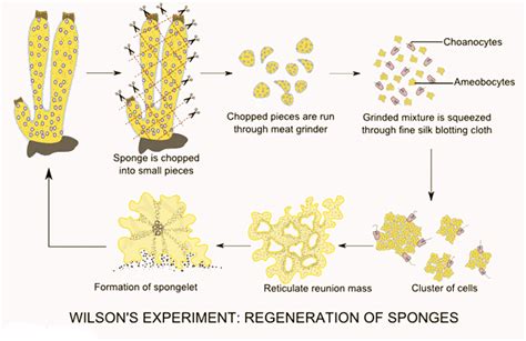 Porifera: Reproduction - Zoology Optional Notes for UPSC PDF Download